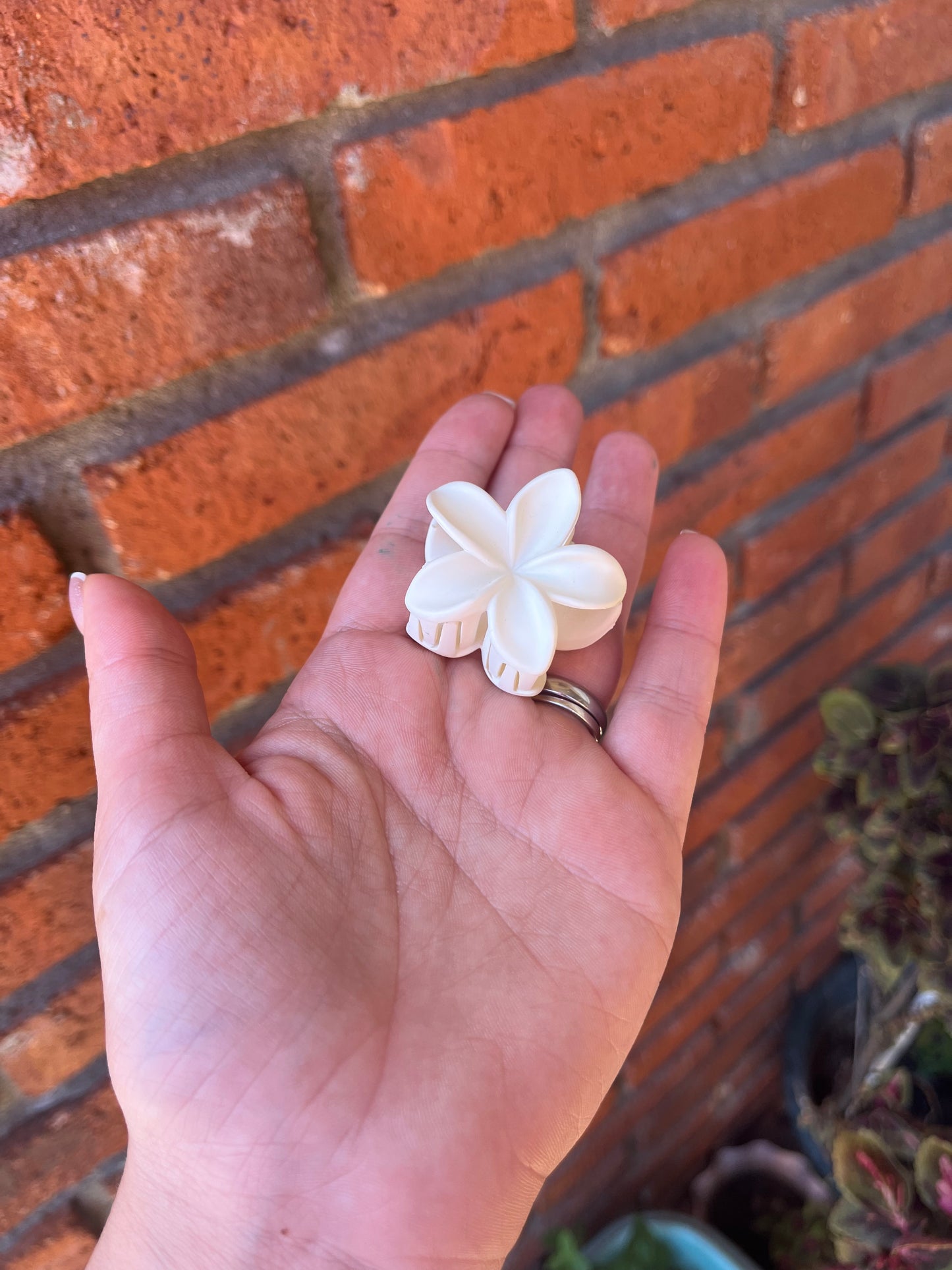 Pinza hawaiana chica