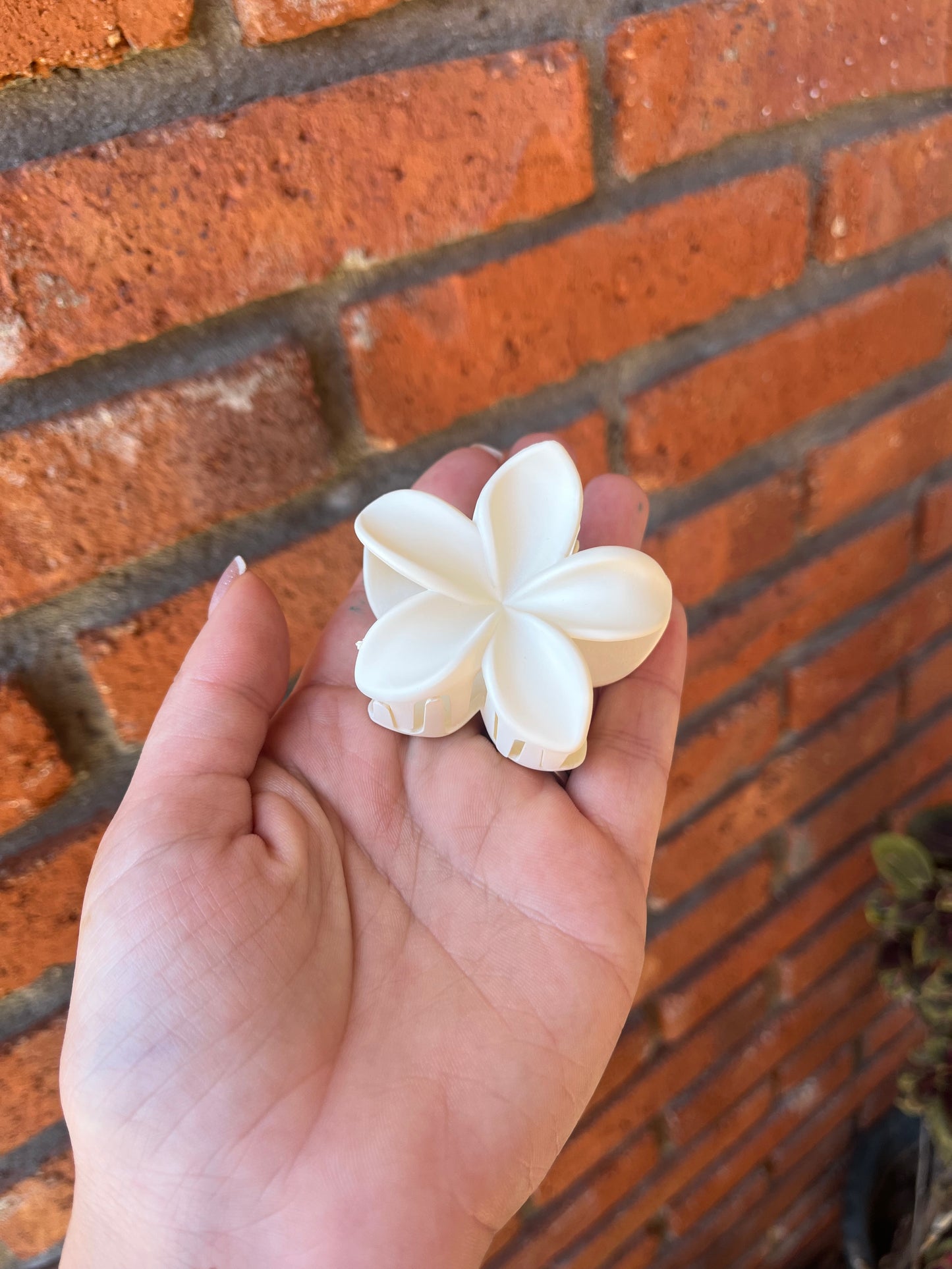 Pinza hawaiana mediana